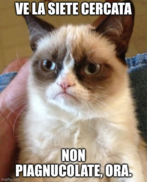 Anche il gatto ne ha per voi.